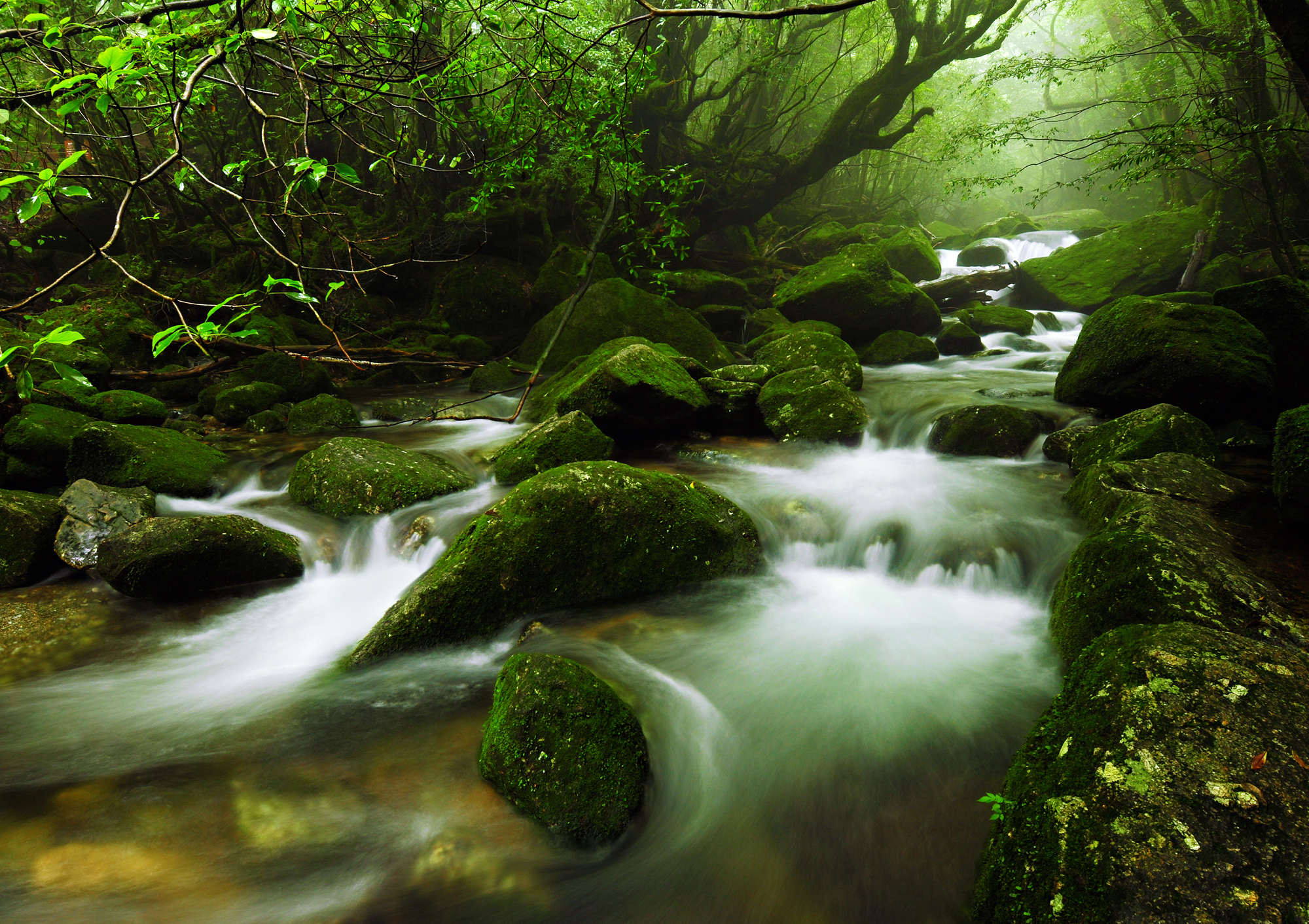 Yakushima A Unesco Forest Covered In Moss Ancient Trees Mystical And Secluded