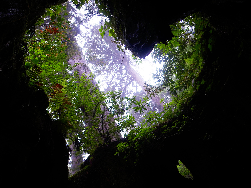 Wilson Stump Yakushima: A Heart-Shaped Window