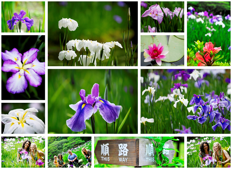 Heian iris Heian iris