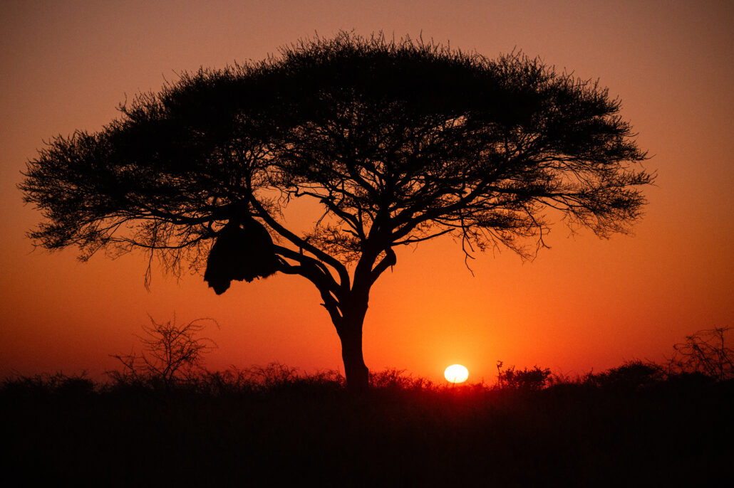 Iconic African acacia tree silhouette at sunrise in Etosha National Park Namibia - safari landscape photography