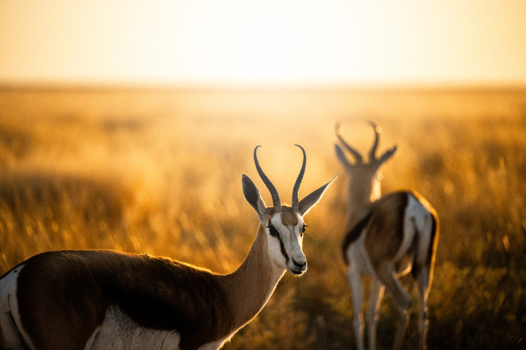 Springbok antelopes in golden grassland during Etosha National Park safari Namibia - African wildlife photography