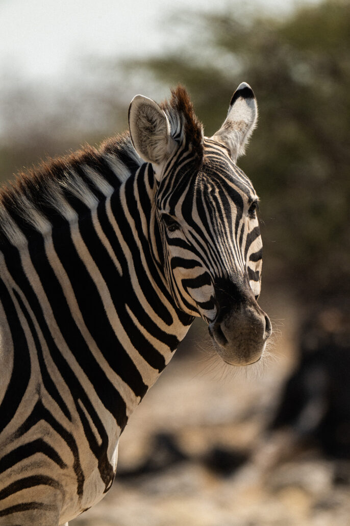 Artistic close-up of zebra ears showing stripe patterns in Etosha National Park Namibia - wildlife detail photography