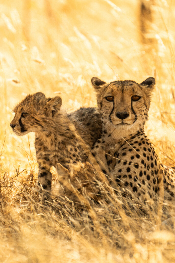 Close-up cheetah family showing spotted patterns in Etosha National Park Namibia - rare big cat safari photography