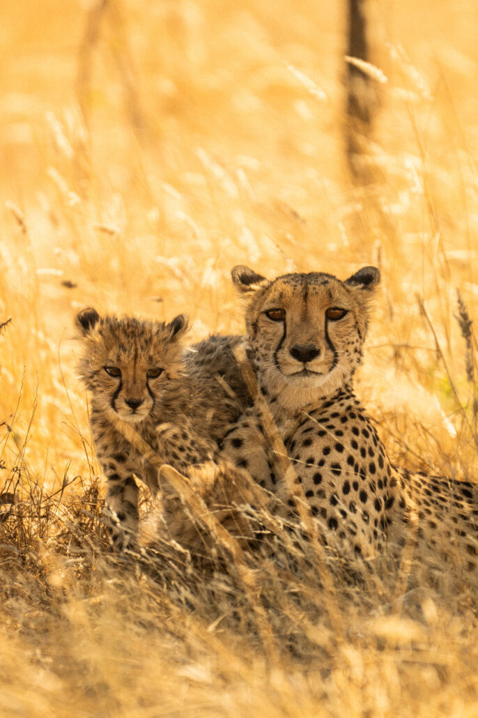 Cheetah mother with cubs during golden hour in Etosha National Park Namibia - Big Five safari wildlife photography