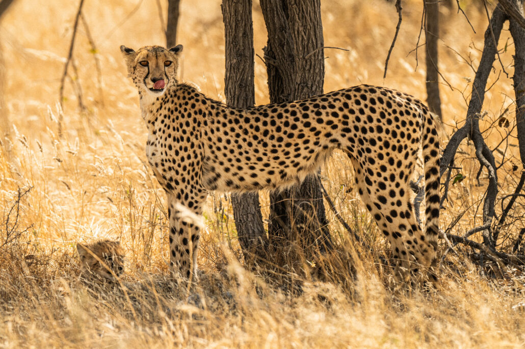 Cheetah resting by tree showing spotted coat in Etosha National Park Namibia safari - Big Five wildlife photography