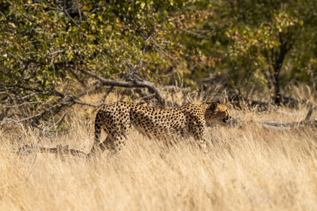 Cheetah walking through golden grassland in Etosha National Park Namibia safari - big cat hunting behavior photography