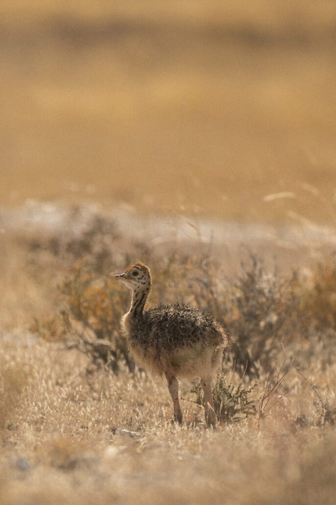 Ostrich chick at Etosha National Park
