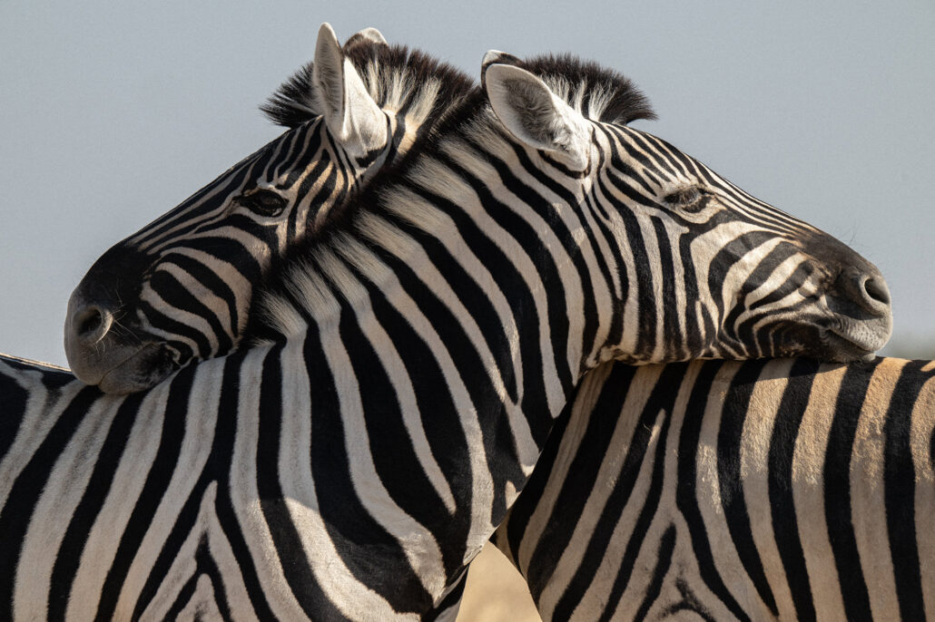 Zebra portrait. Etosha National Park. Iconic abstract.