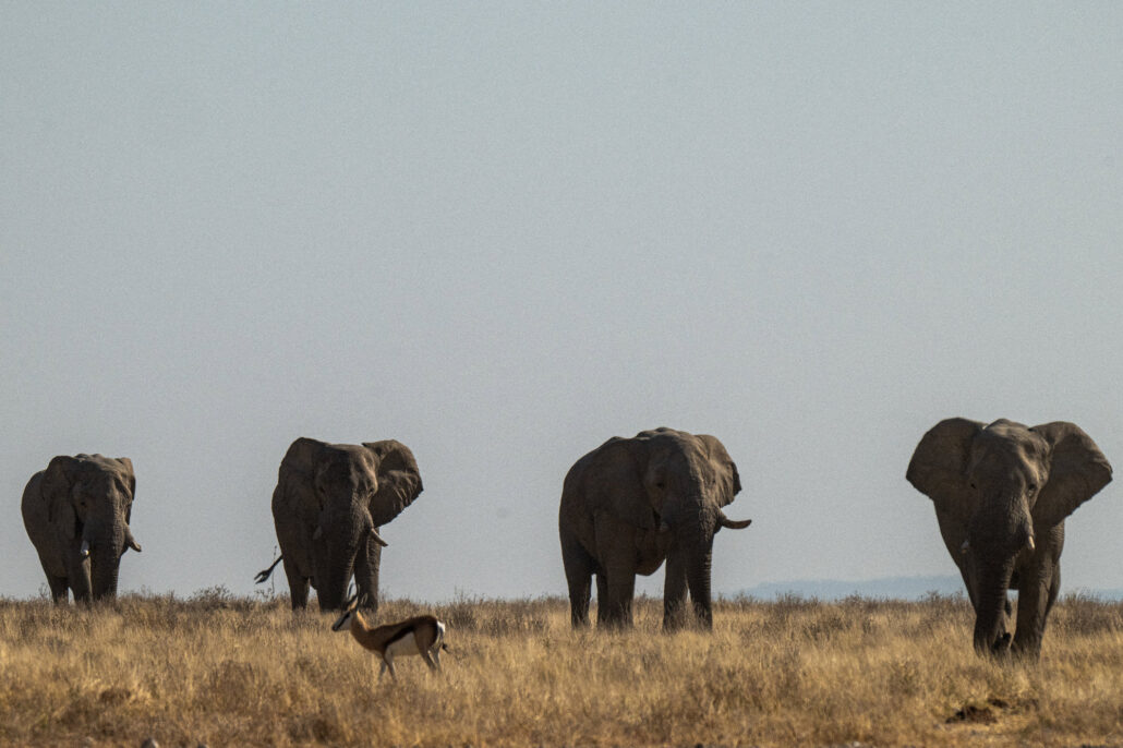 Four elephants walking in formation across horizon in Etosha National Park Namibia safari - Big Five wildlife photography