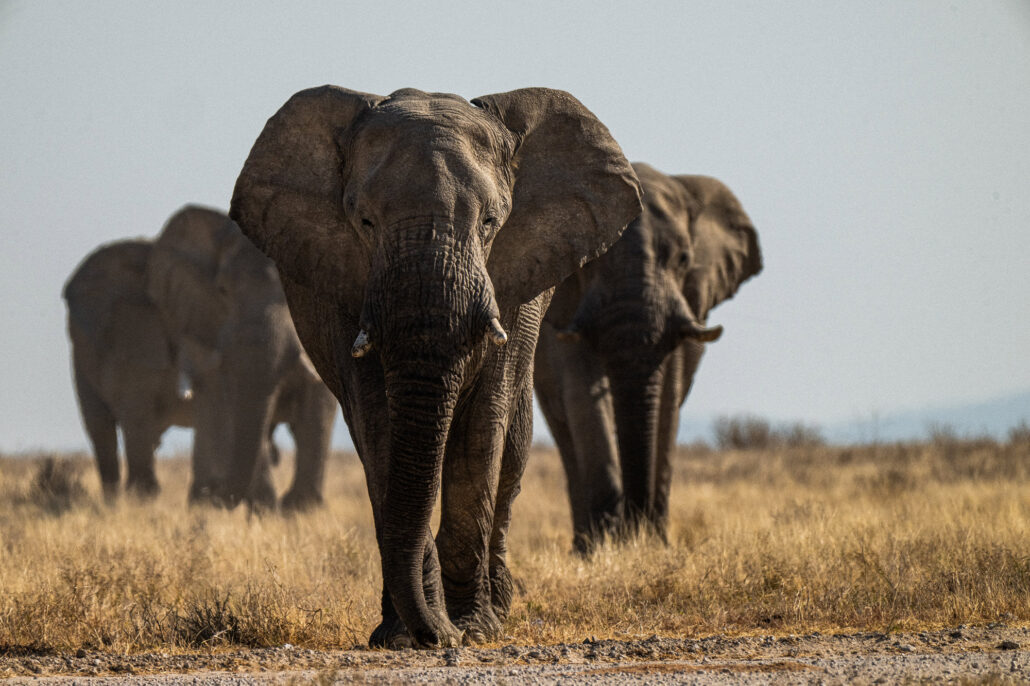 African elephants approaching camera in Etosha National Park Namibia safari - Big Five wildlife behavior photography