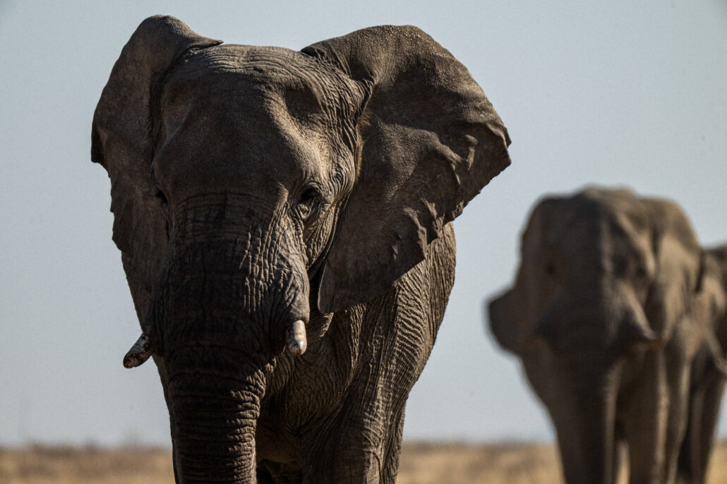 Close-up African elephant portrait showing tusks and wrinkled skin in Etosha National Park Namibia safari