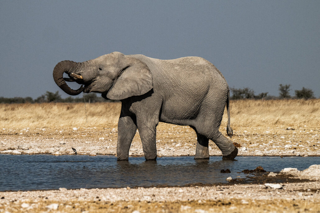 African elephant bathing and playing at waterhole in Etosha National Park Namibia safari - wildlife behavior photography