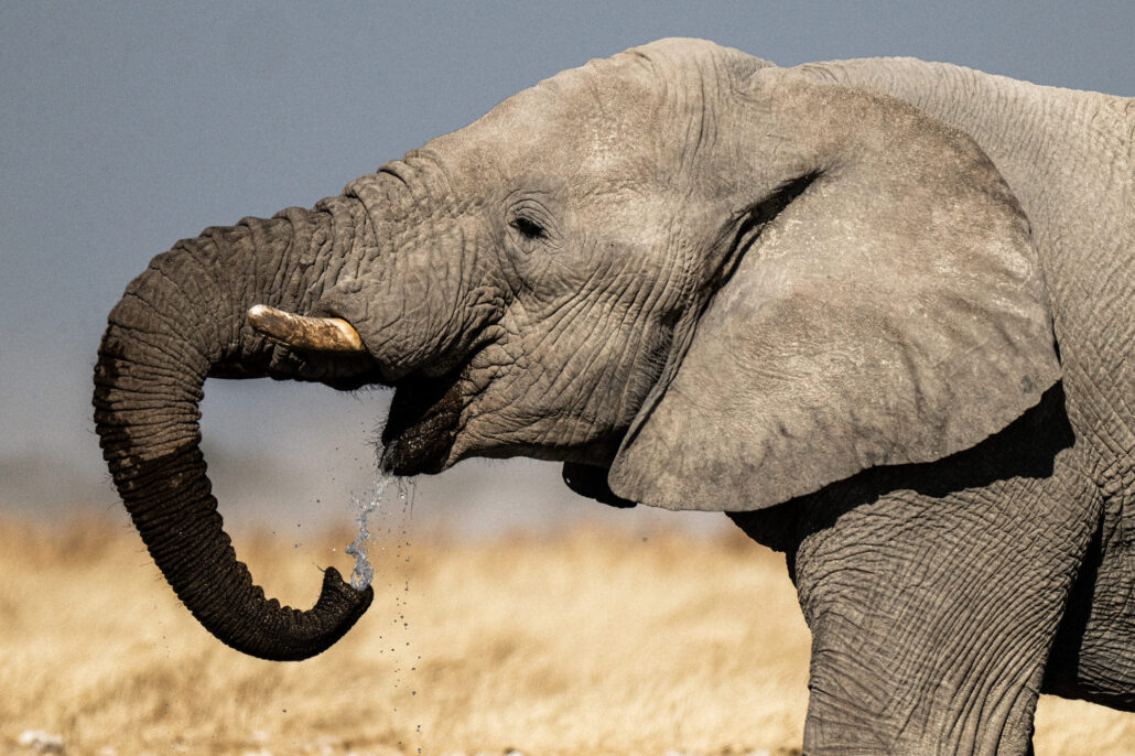 African elephant drinking water with trunk at waterhole in Etosha National Park Namibia safari - Big Five photography