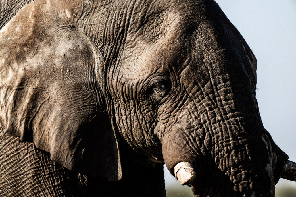 Extreme close-up African elephant skin texture and wrinkles in Etosha National Park Namibia - wildlife detail photography
