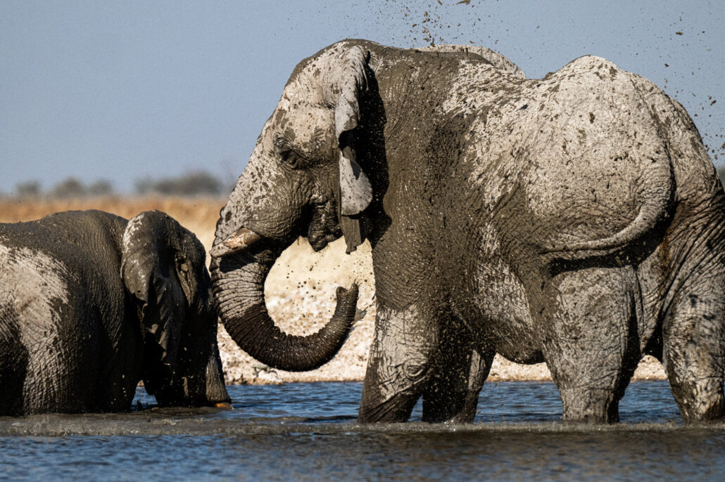 Single African elephant drinking at waterhole in Etosha National Park Namibia safari - Big Five wildlife photography