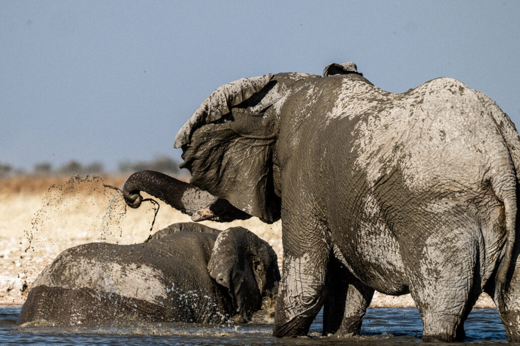 Savannah elephants playing and bathing in Etosha waterhole at golden hour