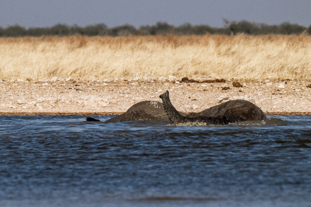 Multiple African elephants bathing and playing in waterhole during Etosha National Park Namibia safari