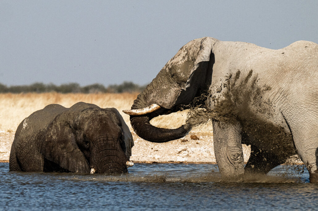 Multiple African elephants bathing and playing in waterhole during Etosha National Park Namibia safari