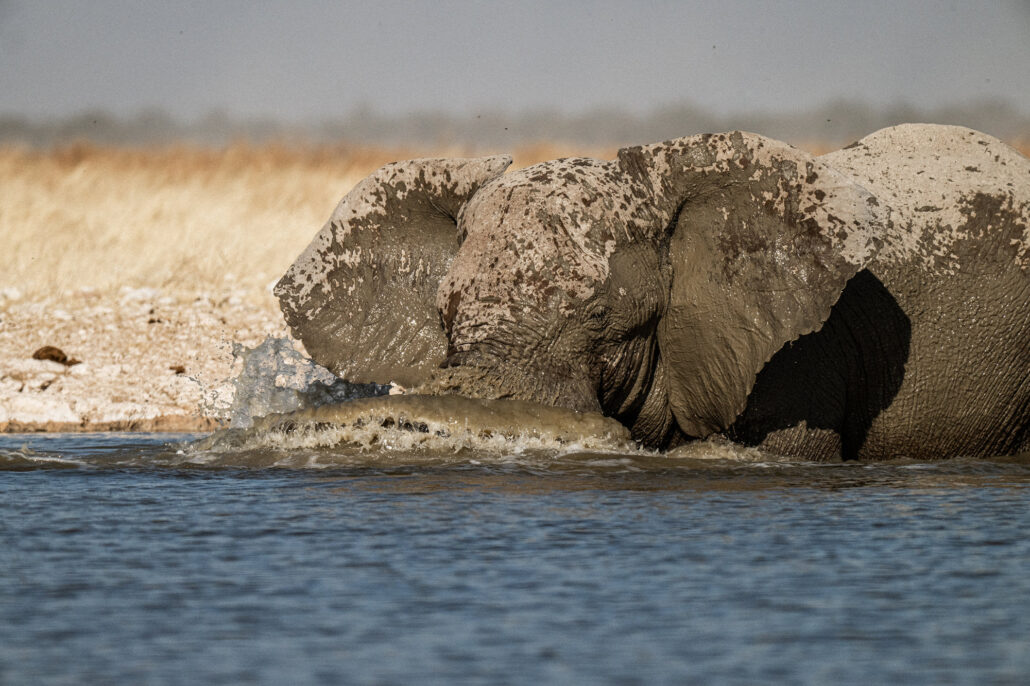 Single African elephant drinking at waterhole in Etosha National Park Namibia safari - Big Five wildlife photography