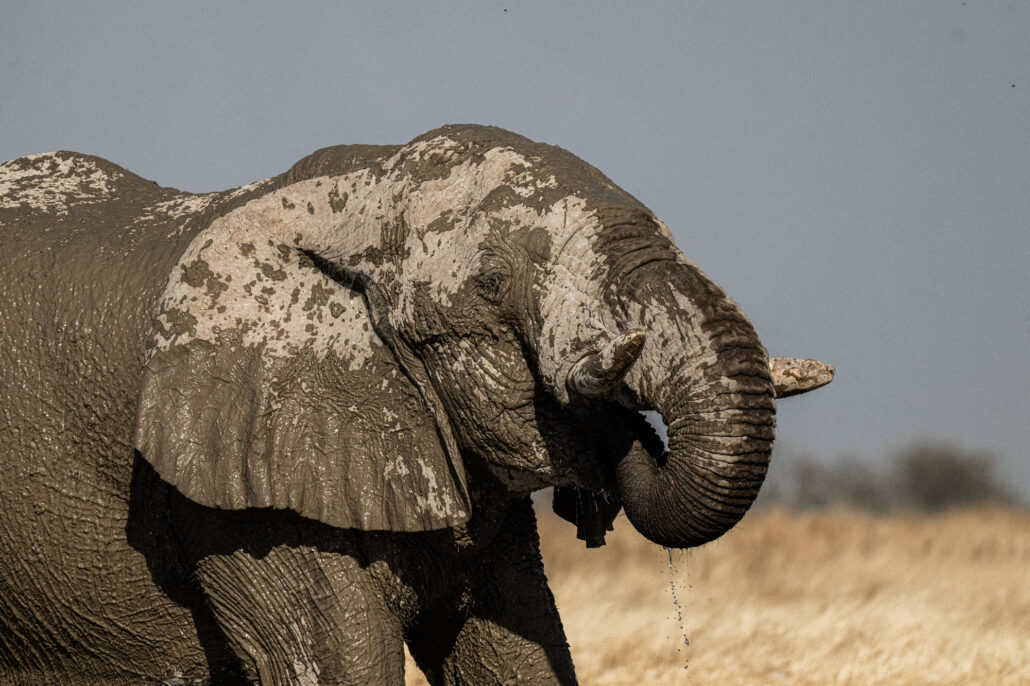 Muddy African elephant after bathing showing natural sun protection behavior in Etosha National Park Namibia safari