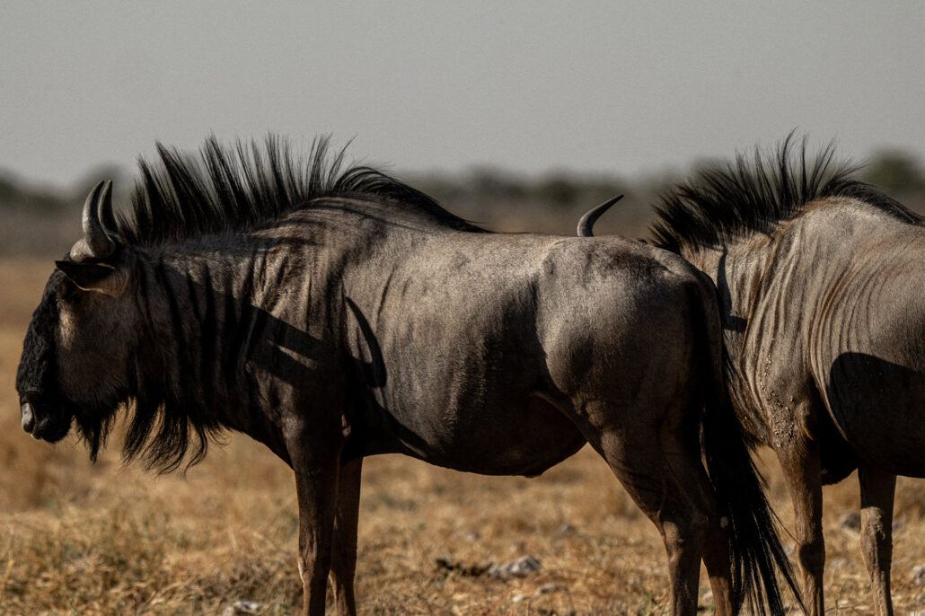 Two wildebeest showing distinctive manes in golden grassland during Etosha National Park Namibia safari