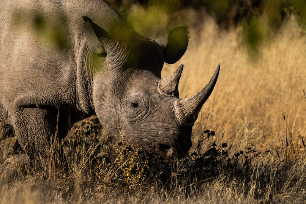 Close-up rhinoceros portrait showing horn and facial features in Etosha National Park Namibia safari - Big Five photography