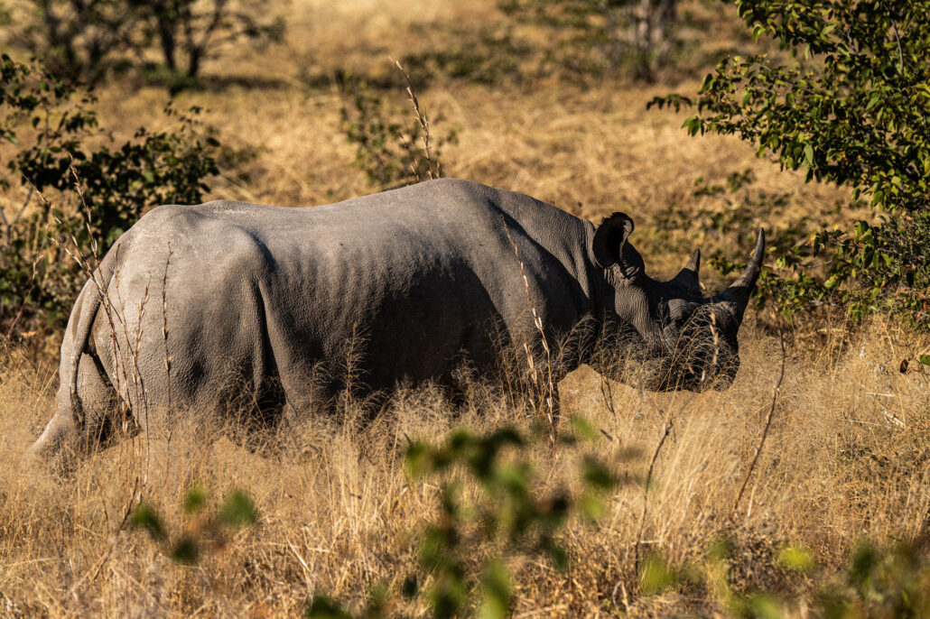 Rhinoceros in natural habitat among acacia trees in Etosha National Park Namibia safari - Big Five wildlife photography