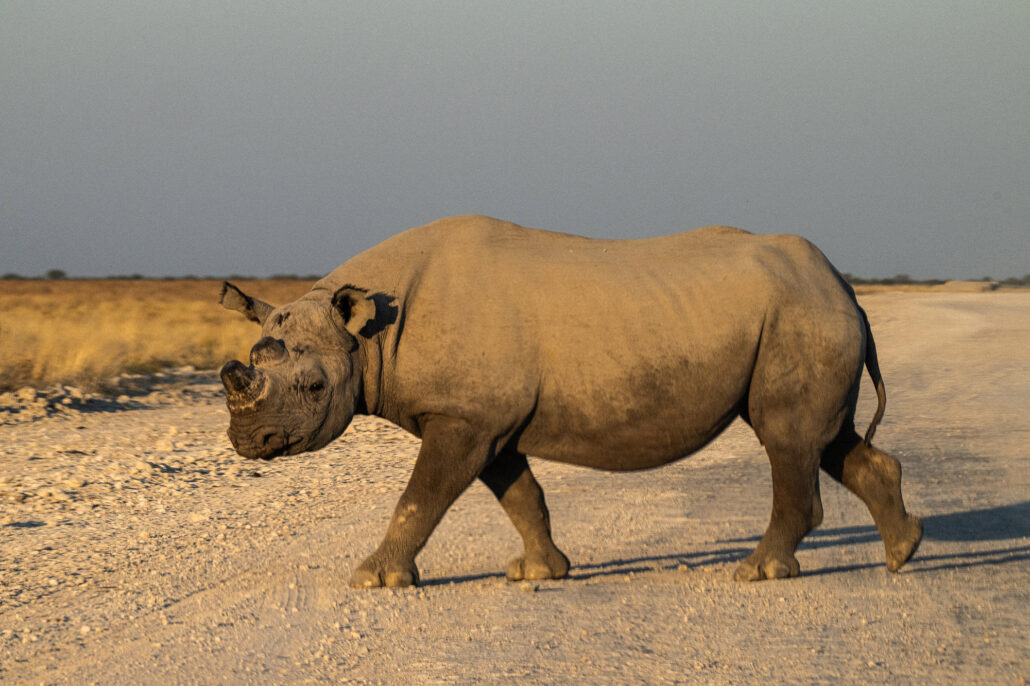 Rhinoceros walking across road in Etosha National Park Namibia safari - Big Five wildlife photography