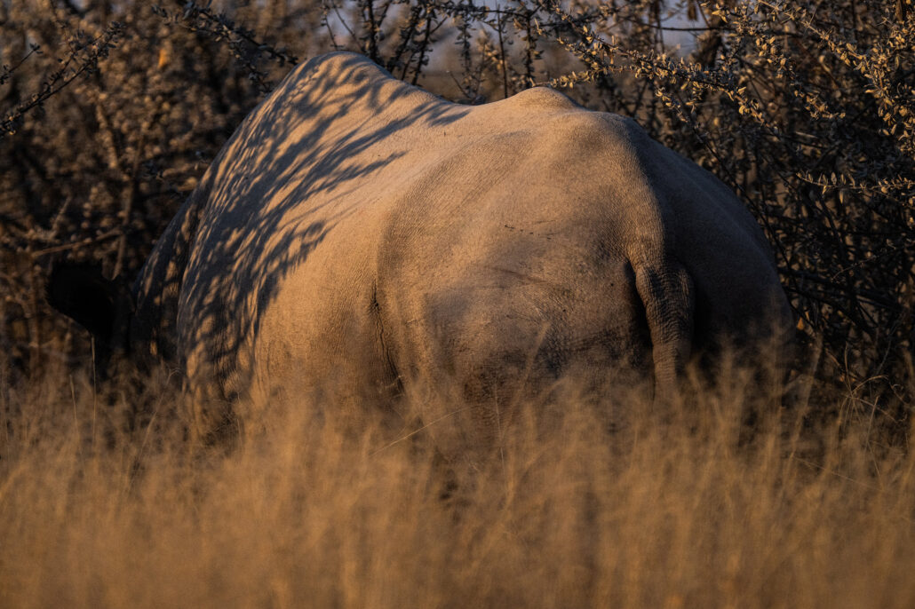 Rear view rhinoceros walking in Etosha National Park Namibia showing massive body structure - Big Five safari photography