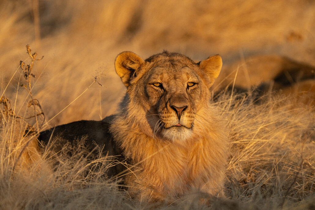 Magnificent lion portrait during golden hour sunset in Etosha National Park Namibia safari - Big Five photography