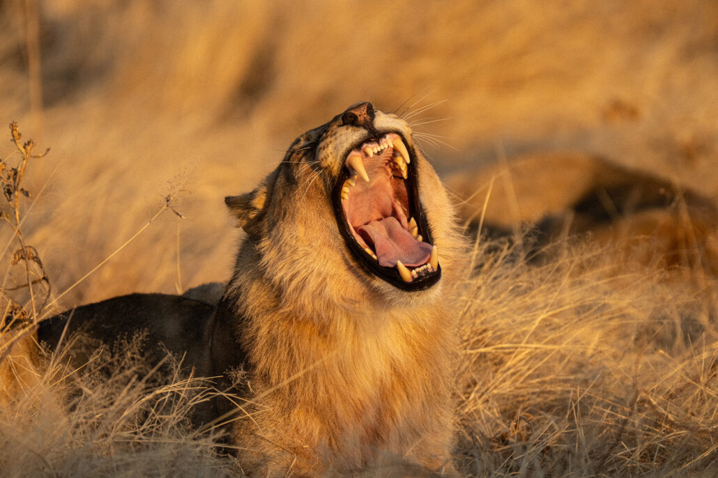 African lion yawning or roaring during golden hour in Etosha National Park Namibia safari - Big Five wildlife photography