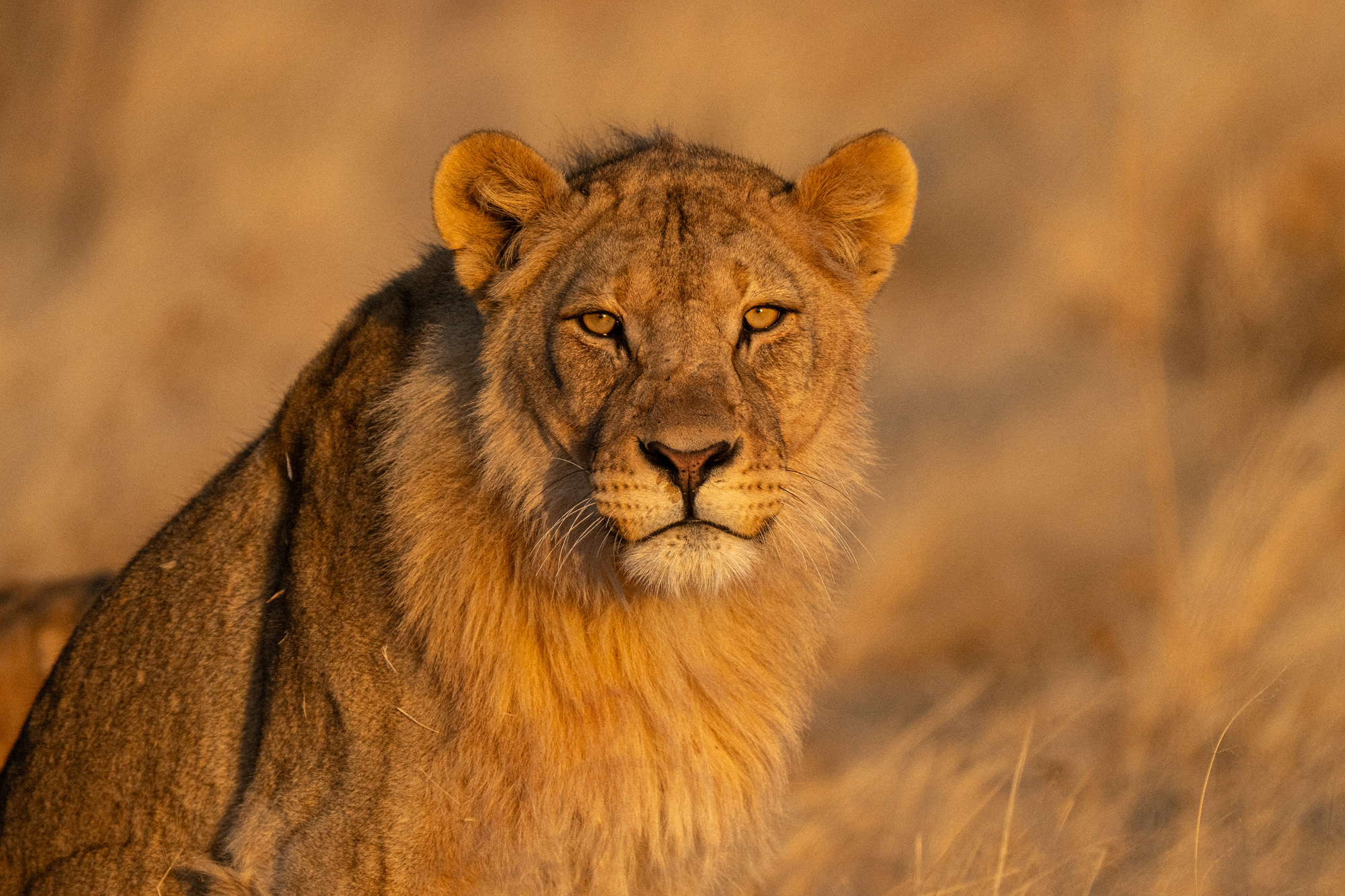 Majestic African lion portrait during golden hour safari in Etosha National Park Namibia - professional wildlife photography