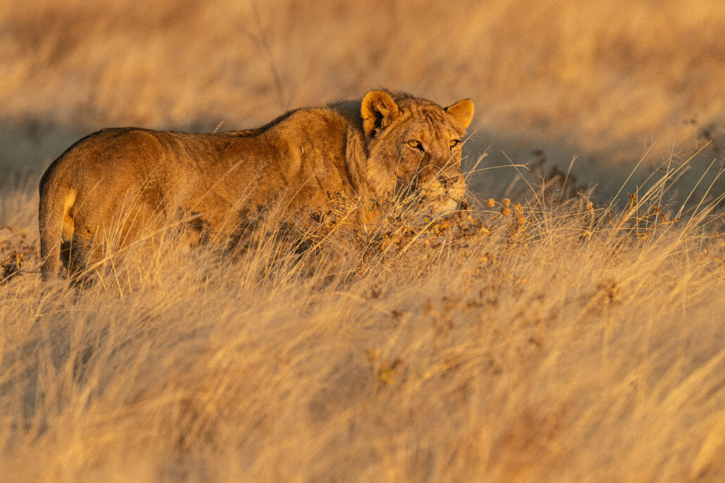 lion portrait during golden hour sunset in Etosha National Park Namibia safari - Big Five wildlife photography