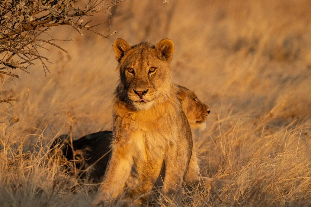 Young lion portrait during golden hour in Etosha National Park Namibia safari - Big Five cub photography