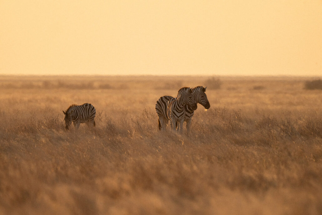 Zebras silhouetted against golden sunset sky in Etosha National Park Namibia safari - atmospheric wildlife photography