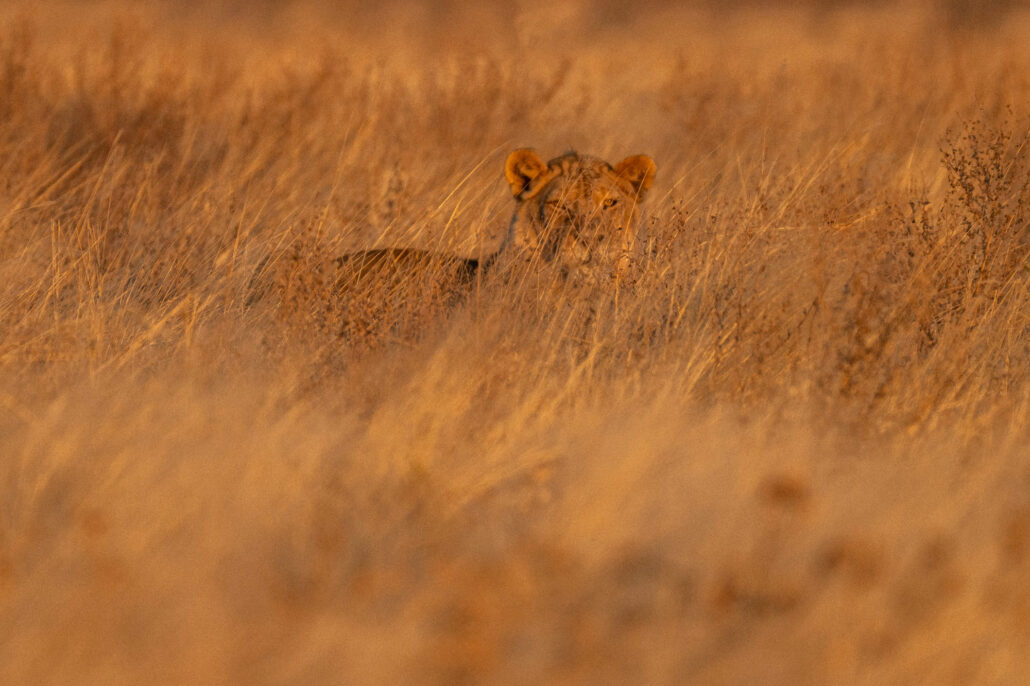Lion in the grass at Etosha National Park.