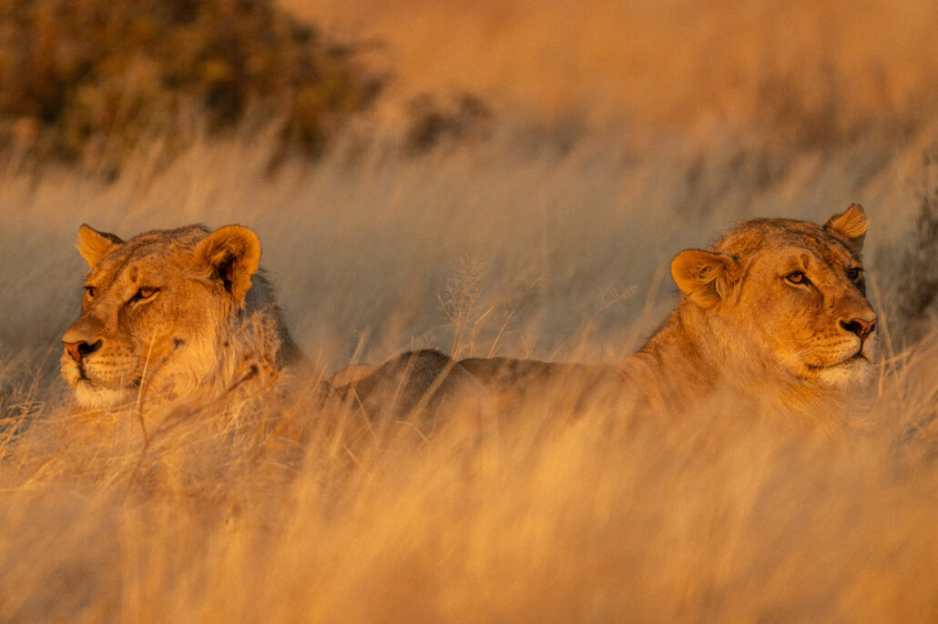 Two African lions resting during golden hour sunset in Etosha National Park Namibia safari - Big Five photography