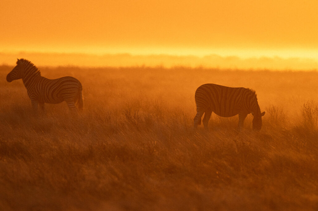 Wildlife silhouettes against vibrant orange sunset sky in Etosha National Park Namibia safari - atmospheric photography