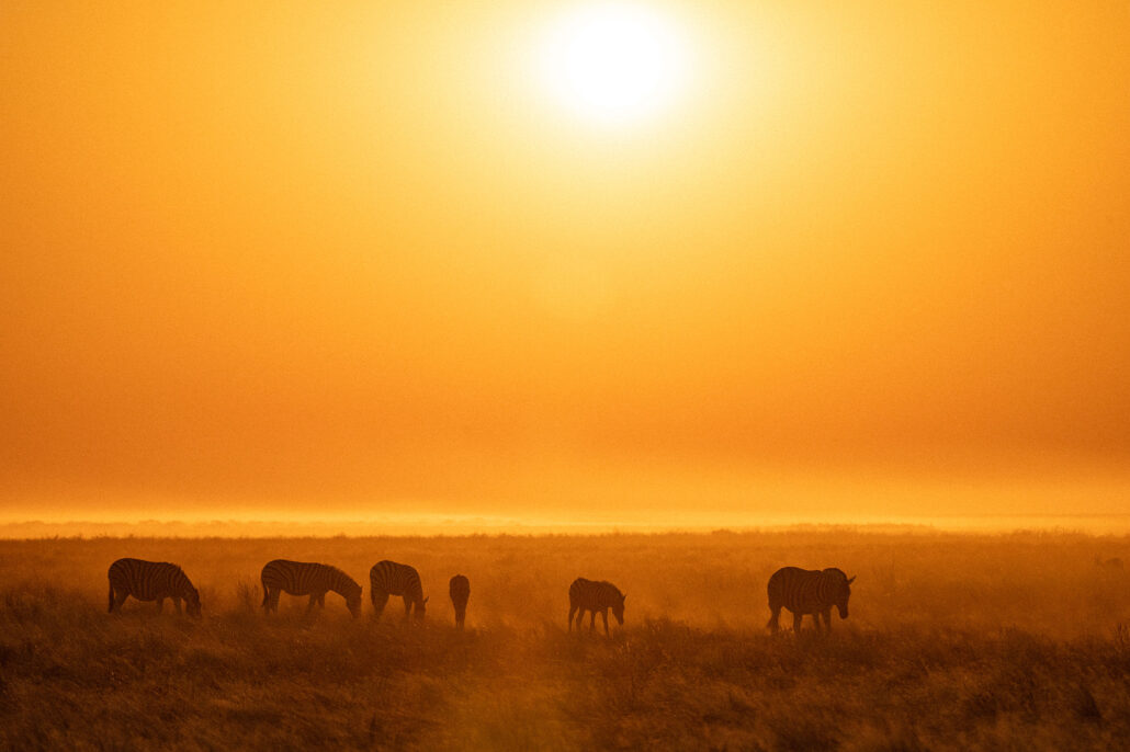 Wildlife silhouettes in dusty glowing atmosphere during sunset in Etosha National Park Namibia safari