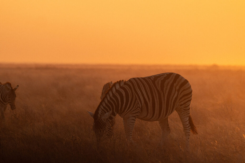Zebra silhouettes against vibrant orange sunset sky in Etosha National Park Namibia safari - Big Five atmospheric photography