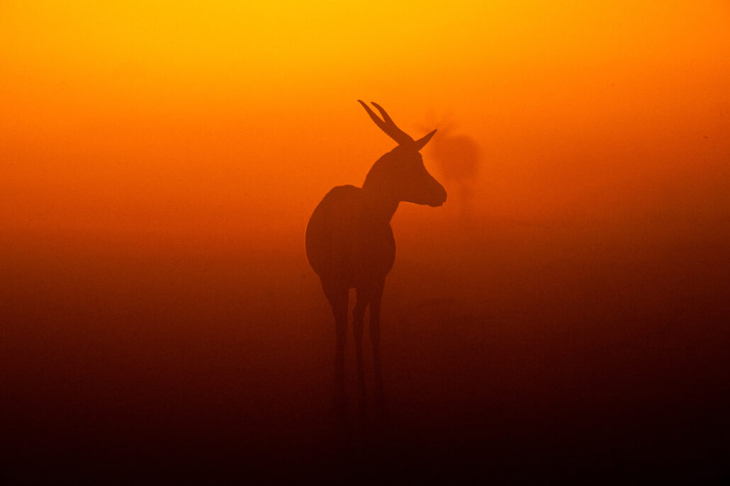 Springbok silhouettes against vibrant orange sunset sky in Etosha National Park Namibia safari - atmospheric photography
