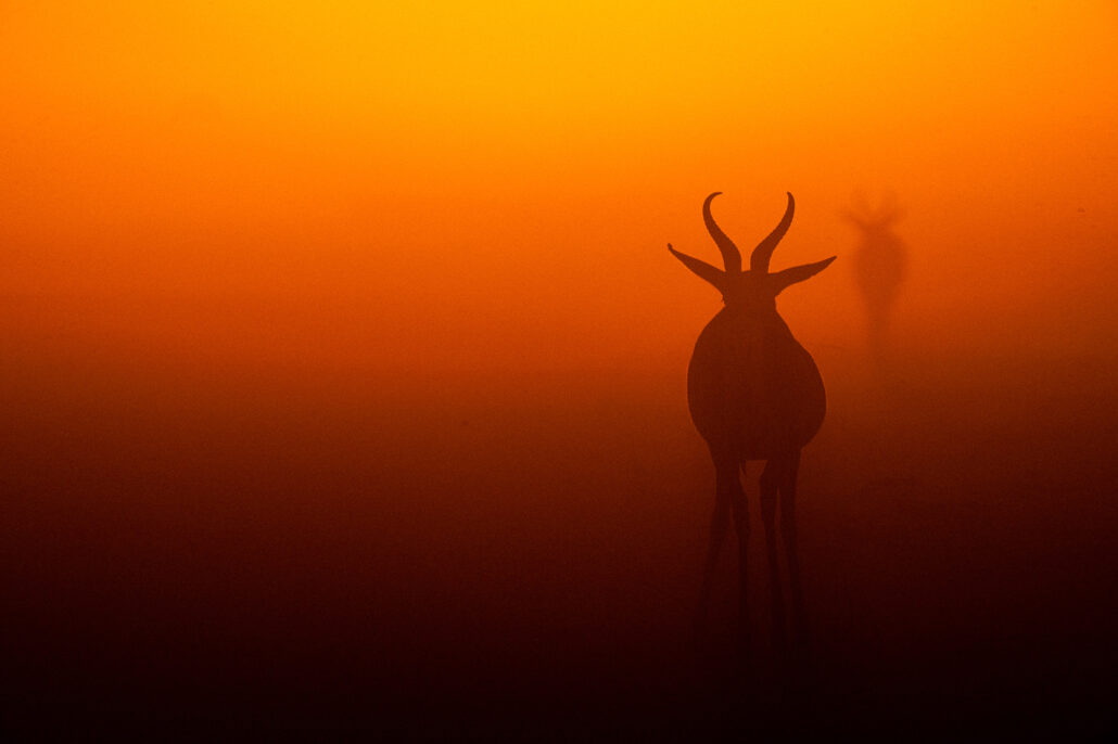 Springbok silhouettes against vibrant orange sunset sky in Etosha National Park Namibia safari - atmospheric photography