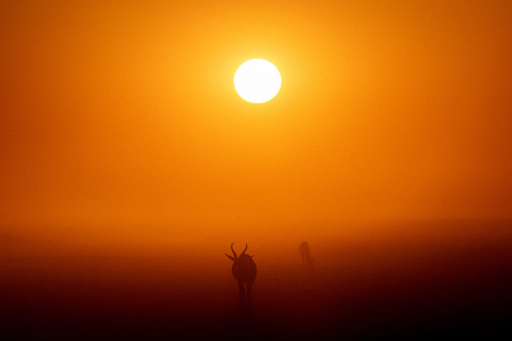 Fuchsia‑pink sunset sky over dusty Etosha National Park landscape