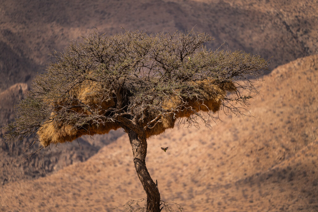 Wildlife sighting on the roadside - birds nest.
