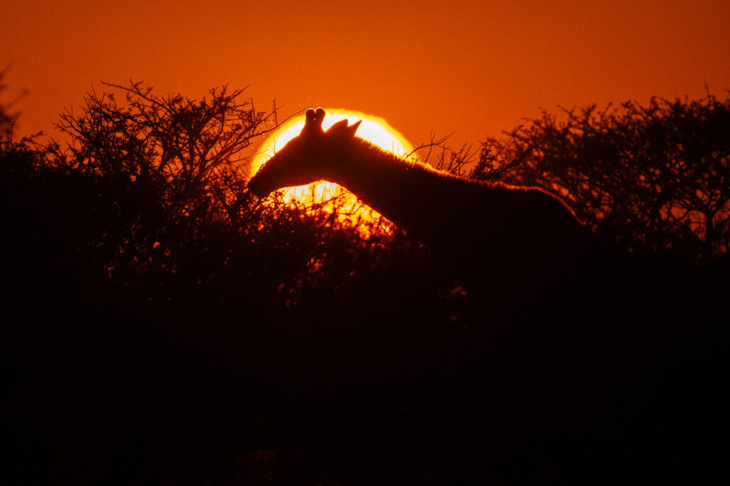Giraffe silhouette against orange sunrise sky during Namibia safari in Etosha National Park - African wildlife photography