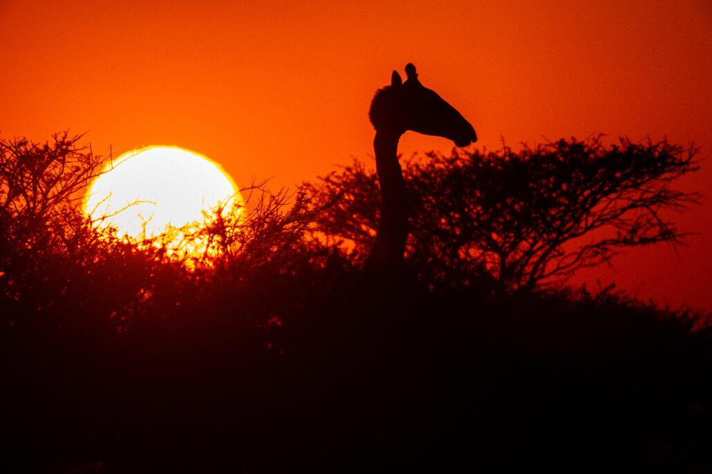 Close-up giraffe head silhouette at sunrise in Etosha National Park Namibia - golden hour safari photography