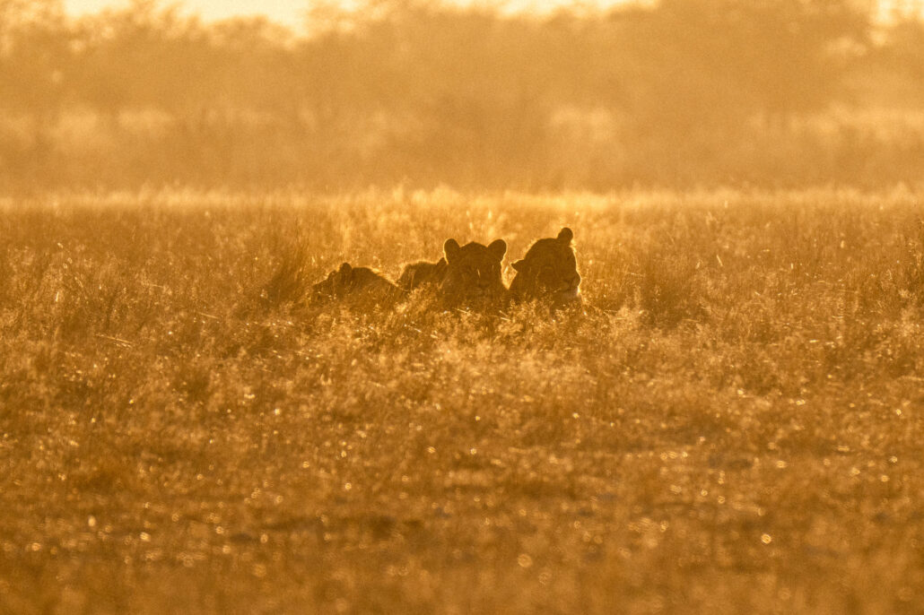 Lions resting in golden grass during sunset safari in Etosha National Park Namibia - Big Five wildlife photography