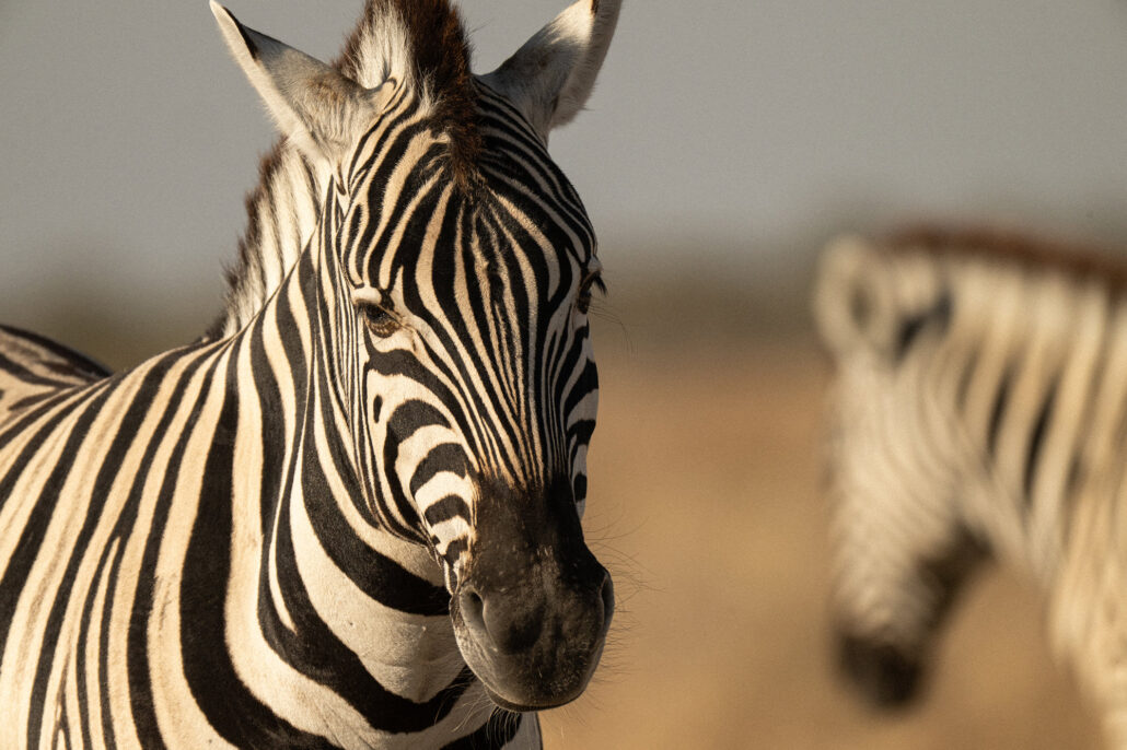 Zebra portrait showing distinctive black and white stripes in Etosha National Park Namibia safari - African wildlife photography