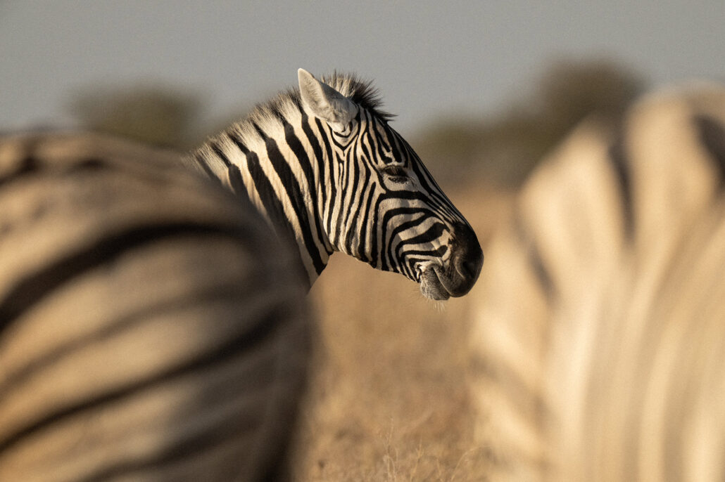 Close-up zebra portrait showing detailed stripe patterns in Etosha National Park Namibia safari - African wildlife photography