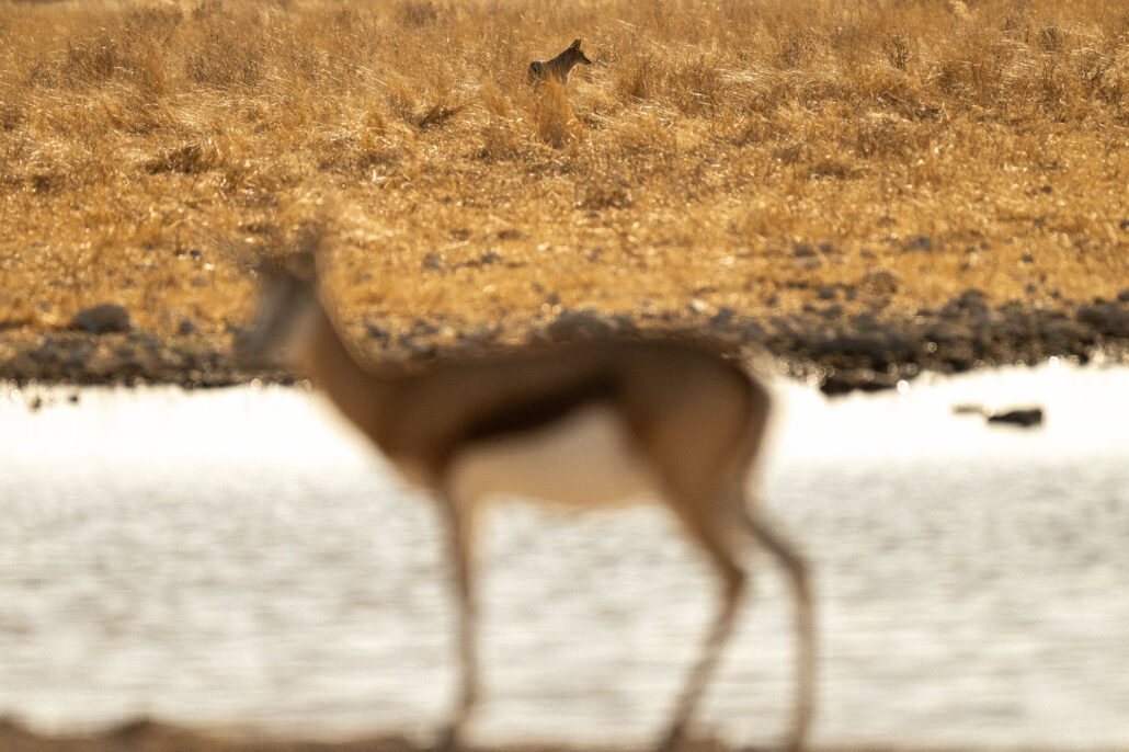 Jackal predator in arid landscape of Etosha National Park Namibia safari - African wildlife photography